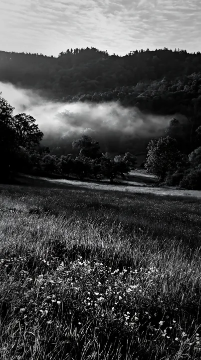 Apple meadow in valley with fog and trees - AI-generated stock image