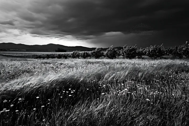 Black and white dandelion orchard meadow under cloudy sky - AI-generated stock image
