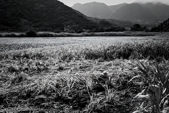 Saga floodplain meadow with reed foreground and distant hills - AI-generated stock image