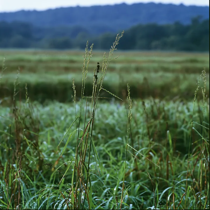 Iwate rain refreshed meadow seedhead foreground - AI-generated stock image