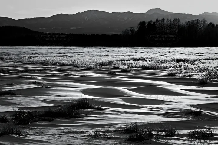 Black and white akita snowmelt meadow with silver grasses at sunset - AI-generated stock image