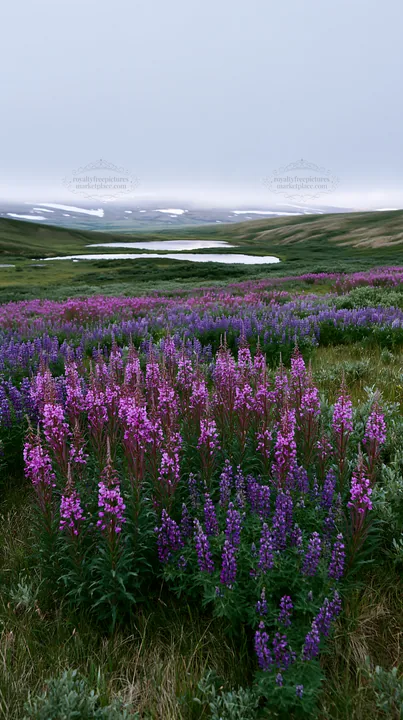 Fireweed lupine meadow with lake in the background - AI-generated stock image