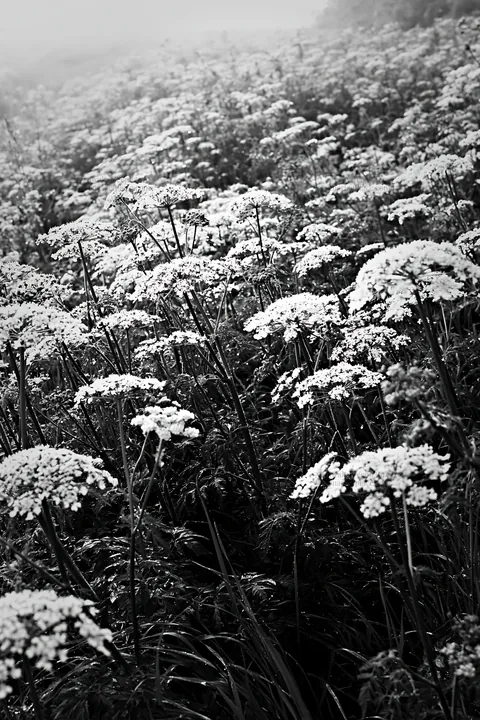 Black and white cow parsley meadow with white flowers in a green field - AI-generated stock image