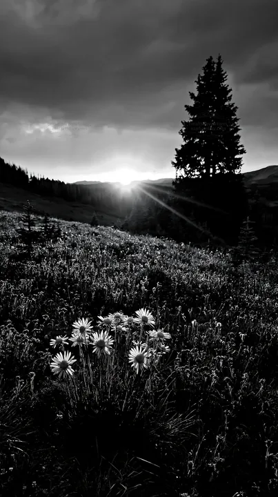 Christmas tree in meadow under glowing sky - AI-generated stock image