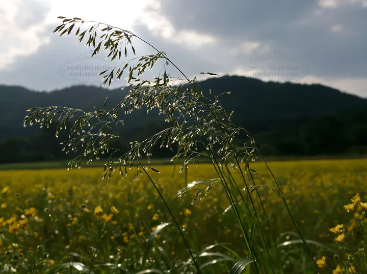 Iwate rain refreshed meadow seedhead foreground - AI-generated stock image