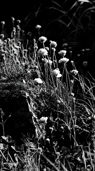 Black and white miyagi spring recovery meadow mossy stone with pink flowers - AI-generated stock image