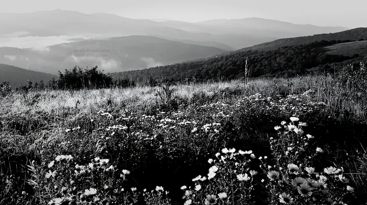 Colorful aster meadow with mountains in the background - AI-generated stock image