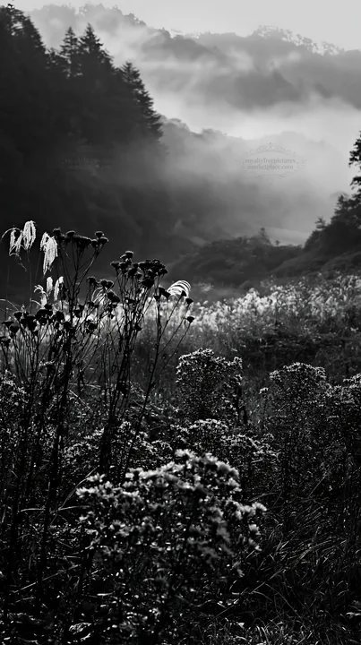 Black and white iwate rain refreshed meadow seedhead foreground - AI-generated stock image