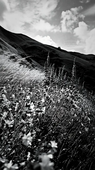 Meadow filled with campion flowers under cloudy sky - AI-generated stock image