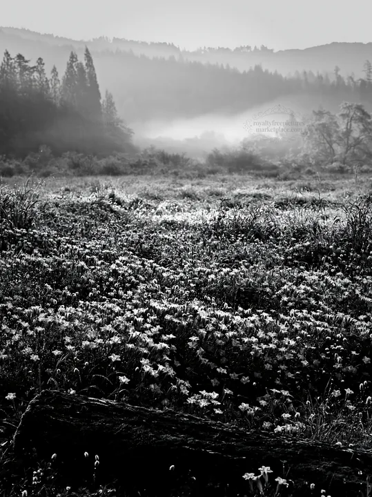 Black and white gifu low carbon meadow mossy log with wildflowers in the morning - AI-generated stock image