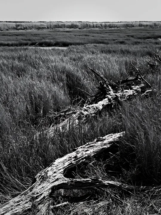 Chiba coastal climate meadow with driftwood in the foreground - AI-generated stock image