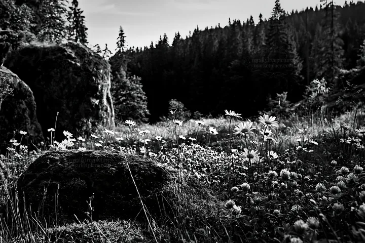 Mossy boulder in a meadow surrounded by flowers and trees - AI-generated stock image