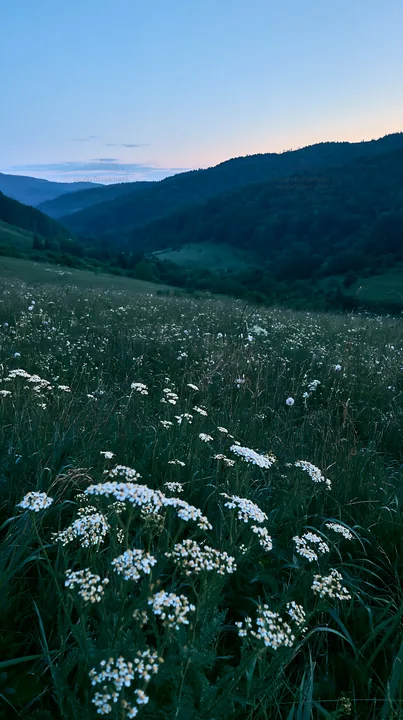 Slovak meadow across Carpathian valley at dusk - AI-generated stock image