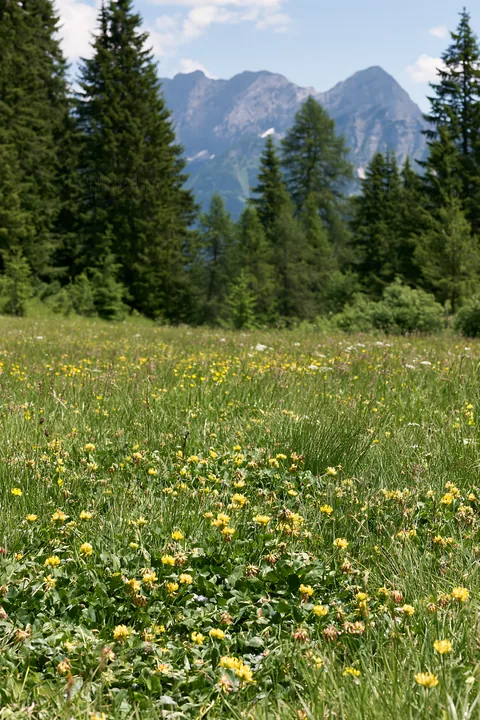 Pine forest meadow filled with yellow flowers and mountains - AI-generated stock image