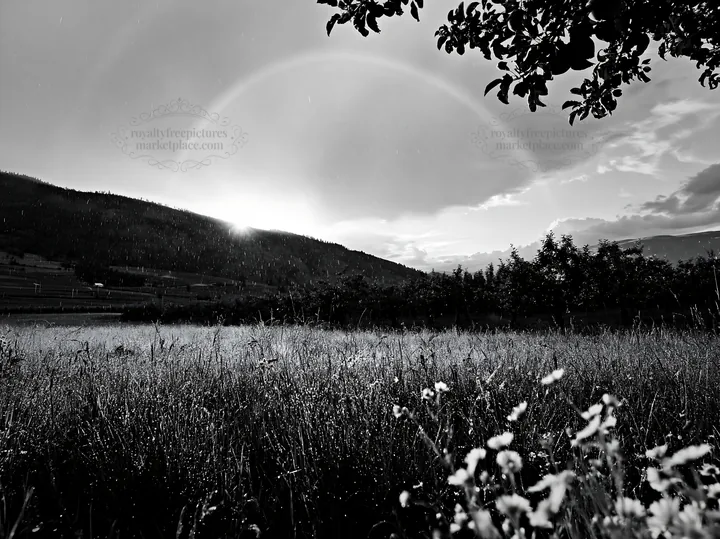 Sunset over valley apple meadow with rain and flowers - AI-generated stock image