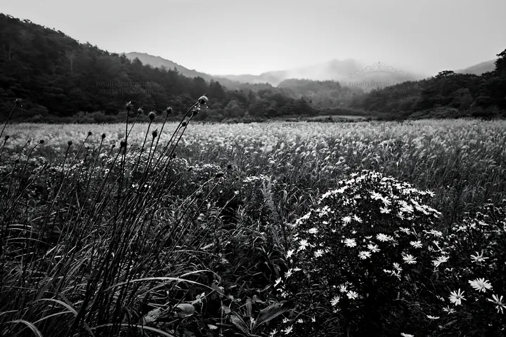 Black and white iwate rain refreshed meadow seedhead foreground - AI-generated stock image