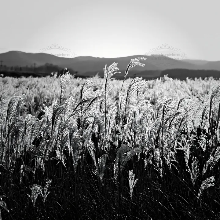 Black and white in Hokkaido, silver grass meadow seedheads stand tall under sunlight - AI-generated stock image