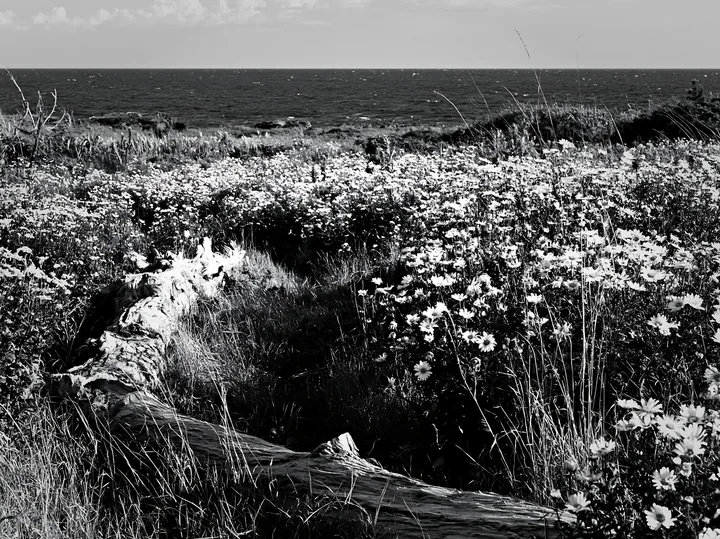 Black and white chiba coastal climate meadow with driftwood and flowers - AI-generated stock image
