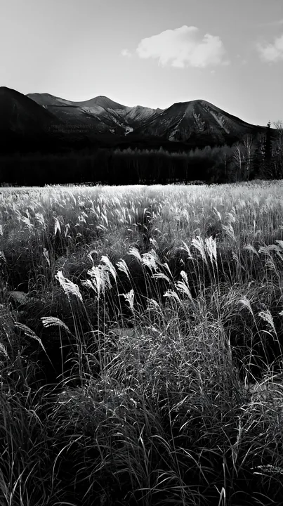 Hokkaido silver grass meadow with mountain backdrop - AI-generated stock image