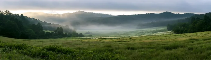 Nara summer meadow with fern foreground in morning light - AI-generated stock image