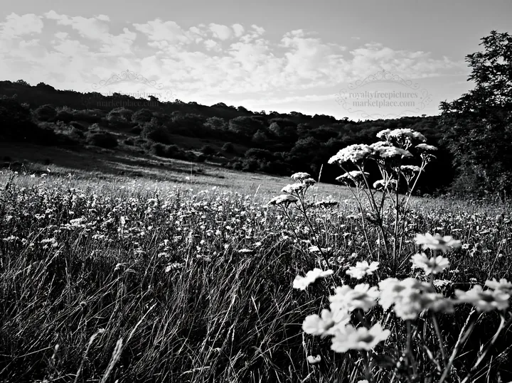 Sunny flowering limestone meadow in black and white - AI-generated stock image