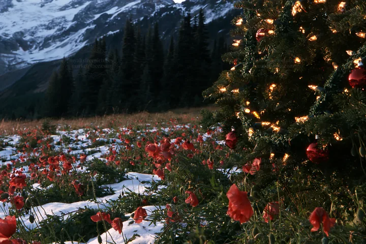 Christmas tree in mountain meadow after snowfall - AI-generated stock image