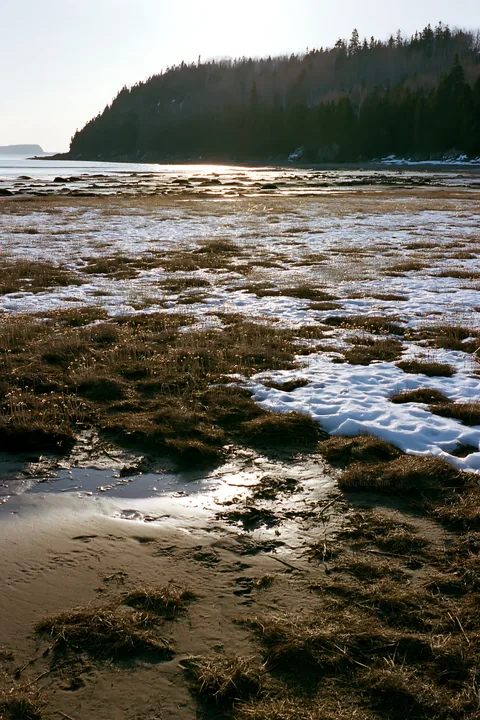 Snowy beach meadow at low tide with distant forest - AI-generated stock image