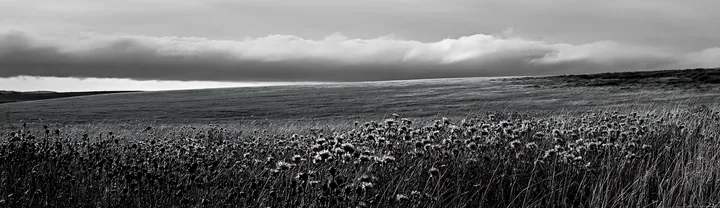Violet knapweed meadow in black and white - AI-generated stock image