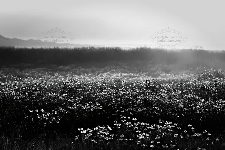 Chamomile meadow landscape at dusk - AI-generated stock image
