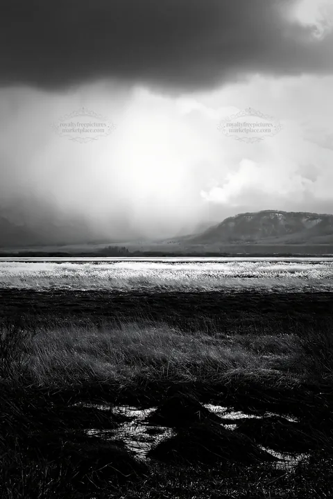 Black and white akita snowmelt meadow with silver grasses under cloudy sky - AI-generated stock image