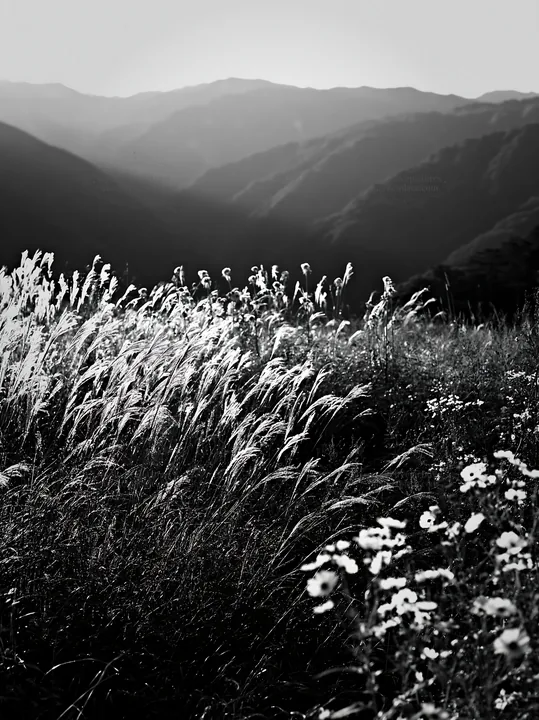 Black and white biodiverse Nagano silver grass meadow dew reflecting morning light - AI-generated stock image