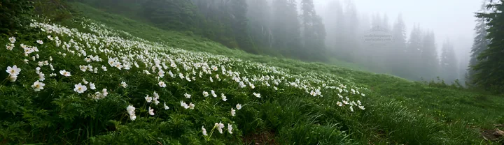 Misty forest meadow with white flowers blooming in fog - AI-generated stock image