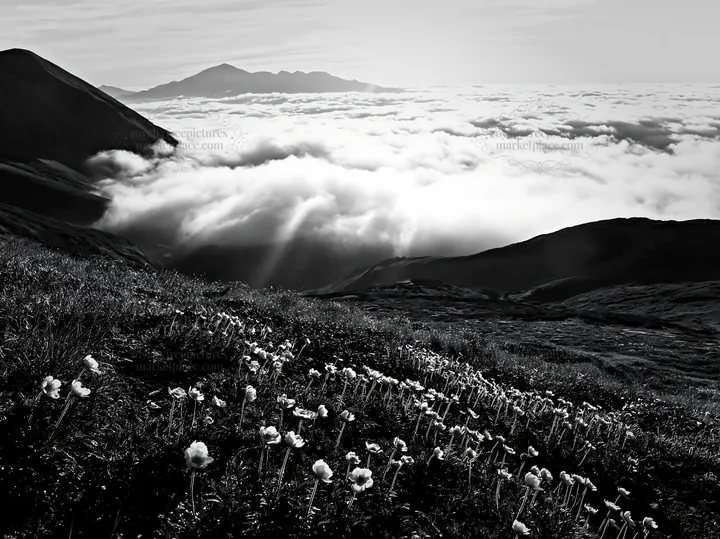 Black and white daisetsuzan alpine meadow light rays shine over flowering landscape - AI-generated stock image