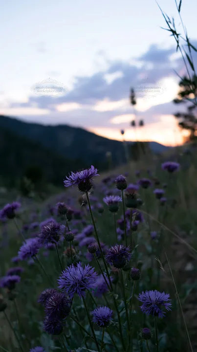 Violet knapweed meadow at sunset in a mountainous area - AI-generated stock image