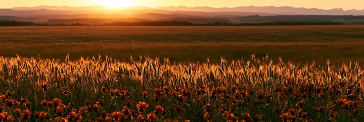 Meadow seedheads backlit by sunset at dusk - AI-generated stock image