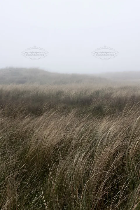 Windy meadow with dune grasses in Tottori - AI-generated stock image