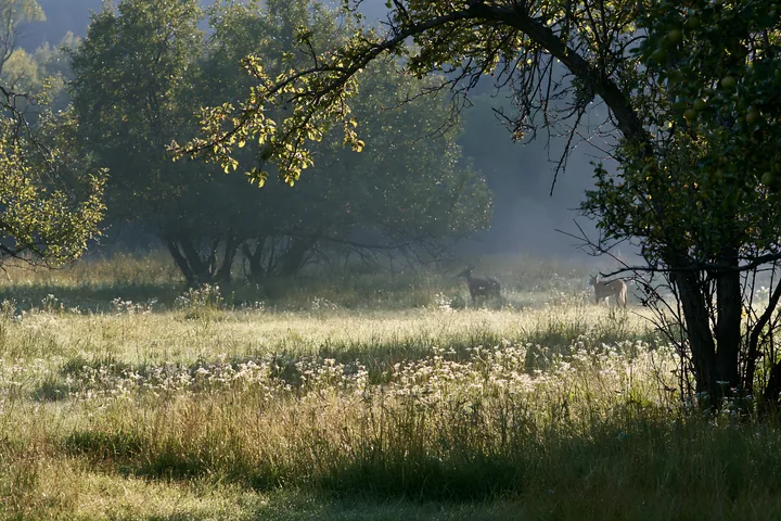 Morning light in an apple meadow with deer in the valley - AI-generated stock image