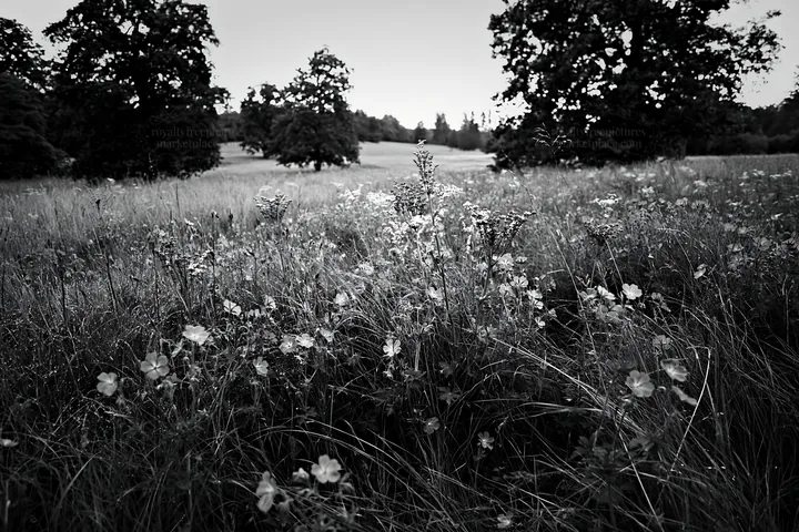 Black and white tall grass meadow with purple flowers in a green landscape - AI-generated stock image