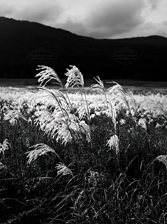 Iwate rain refreshed meadow with seedhead in the foreground - AI-generated stock image