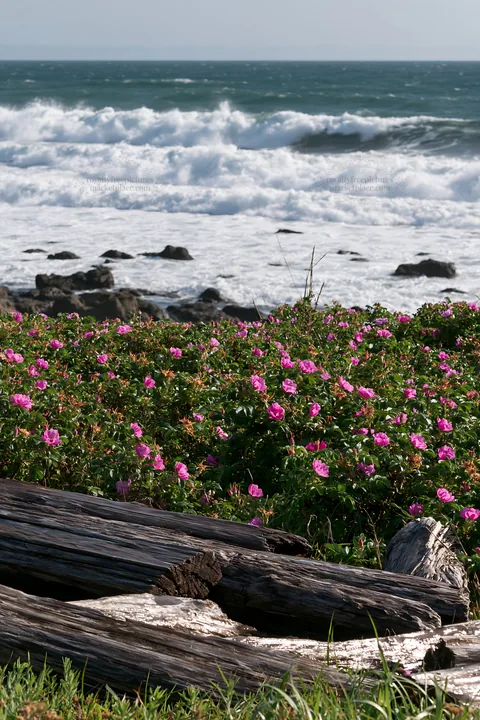 Chiba coastal climate meadow with flowers and driftwood - AI-generated stock image