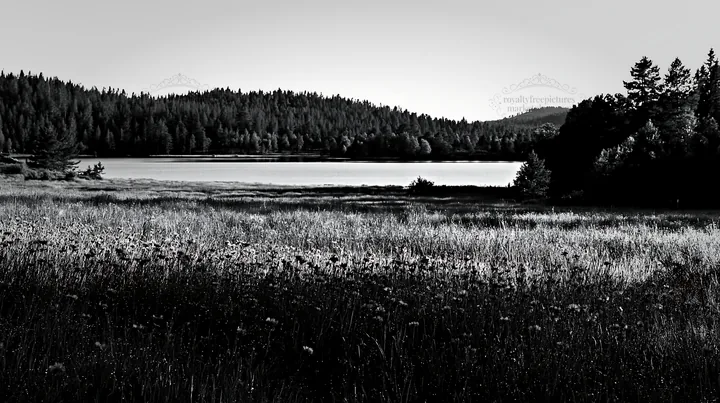 Sunlit lakeside meadow with trees and water - AI-generated stock image