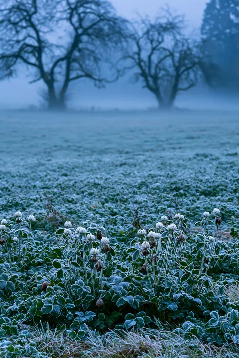Clover apple meadow with frost and trees in the distance - AI-generated stock image