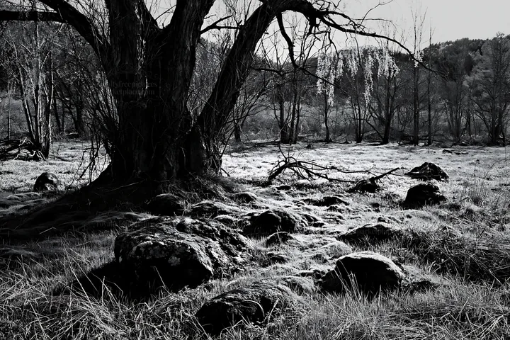 Black and white miyagi spring recovery meadow mossy stone with trees and rocks - AI-generated stock image