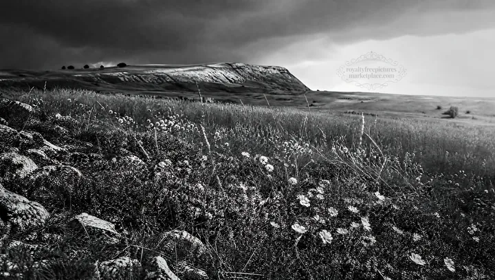 Sunny dry meadow with flowers and rocky terrain in the distance - AI-generated stock image