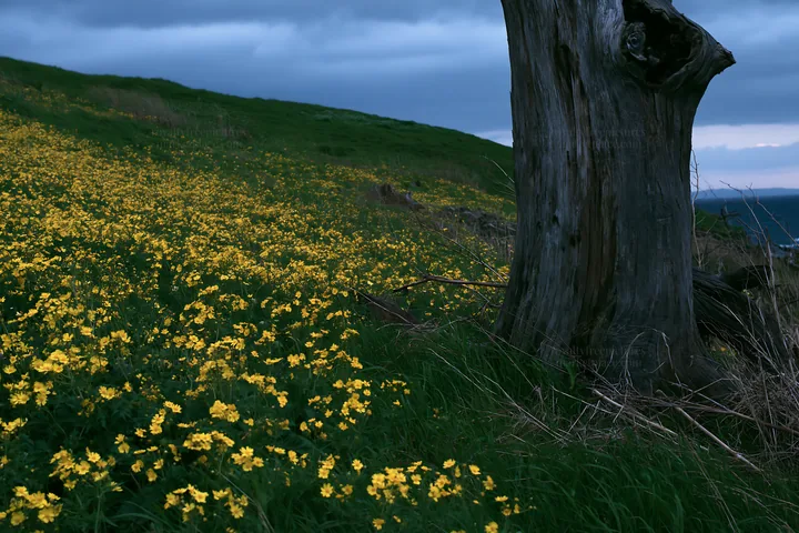 Ishikawa coastal meadow storm washed driftwood surrounded by flowers - AI-generated stock image