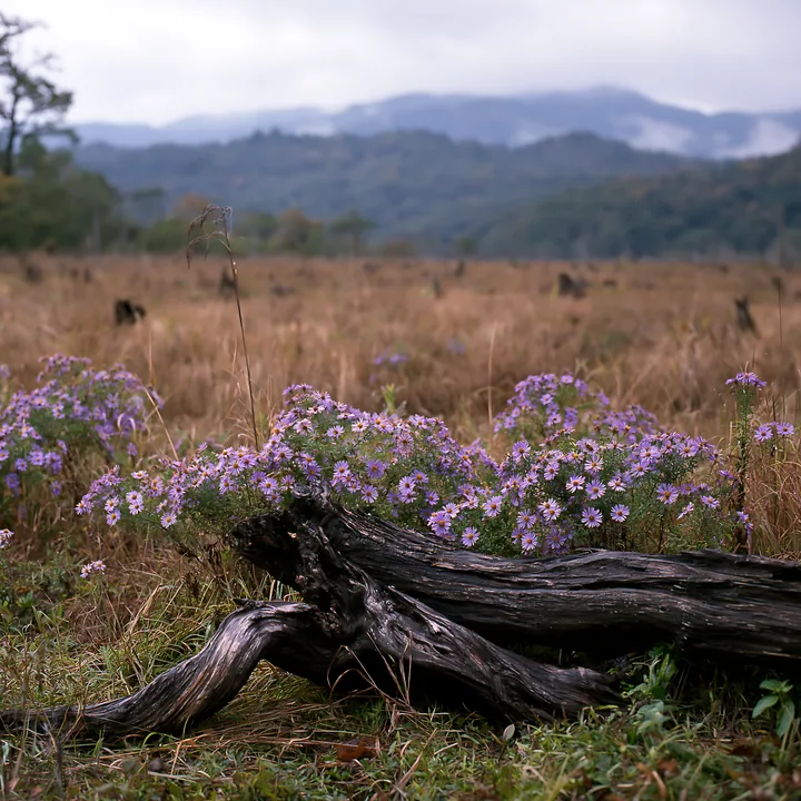 Wakayama autumn meadow with weathered wood in the foreground - AI-generated stock image