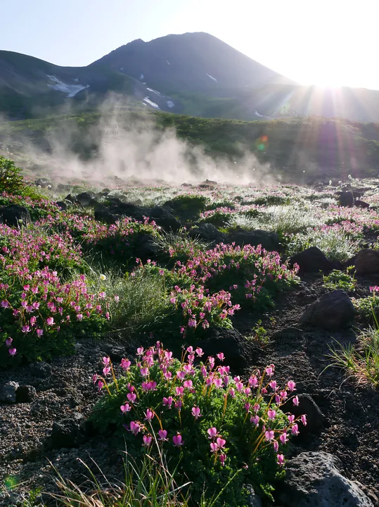 Daisetsuzan alpine meadow light rays create a beautiful landscape - AI-generated stock image