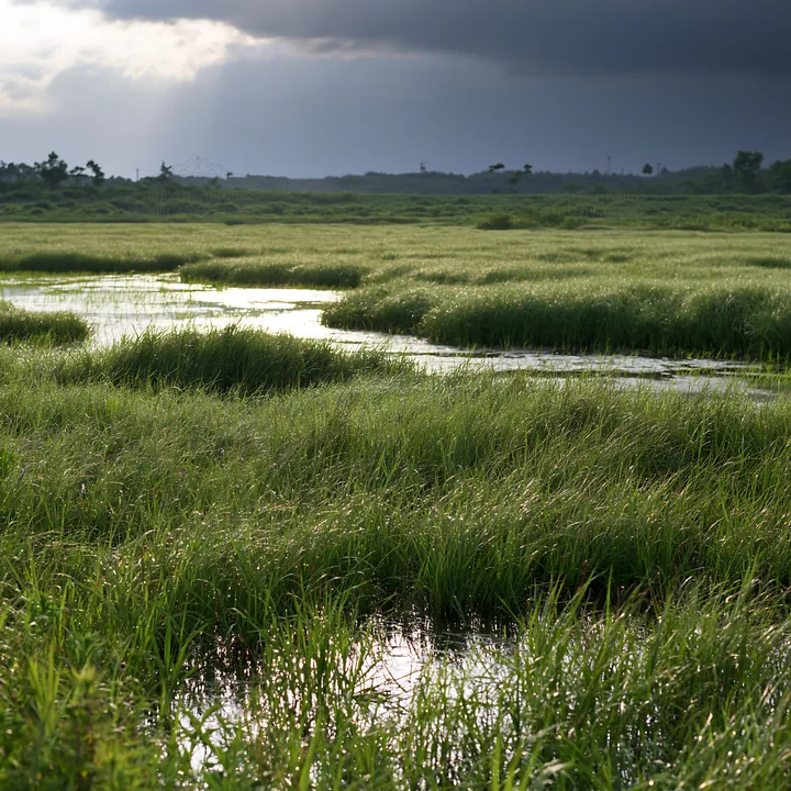 Niigata floodplain restoration meadow dew foreground - AI-generated stock image