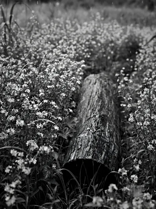 Black and white chiba coastal climate meadow with driftwood and wildflowers - AI-generated stock image