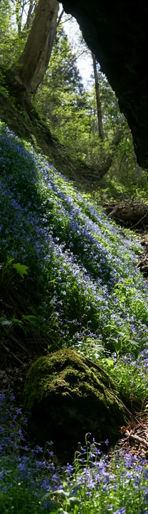 Miyagi spring recovery meadow mossy stone in a forest setting - AI-generated stock image